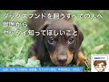 ミニチュアダックスフンドを飼いたい人、飼っている人へ【獣医から伝えたいすべて】〜性格、名前の由来、寿命、医療費、なりやすい病気、早期発見法、予防法〜