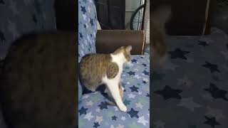 Mother Cat Accidentally Pushes Kitten Off Couch While Playing