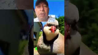 "Agricultura amigable con el ambiente".##reelsviral #perdices #agriculturasostenible #satisfying