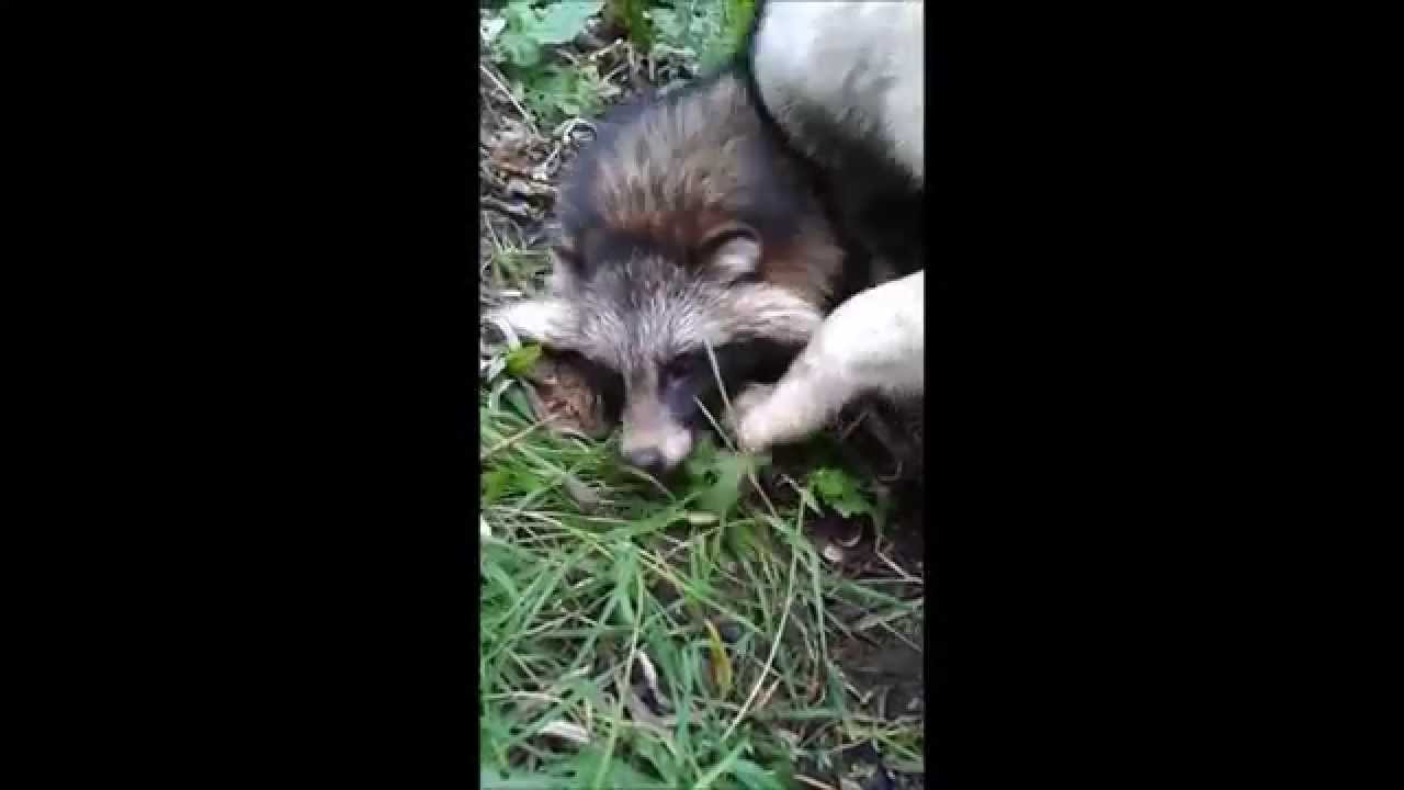 охота на енота международная. охота на енота санкт-петербург. охота на енота комендантский проспект. охота на енота комендантский. охота на енота ресторан колпино.