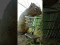 Nuts for Shopping!
