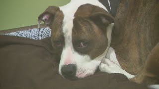 PAWS Chicago hosts discounted adoption event for some dogs