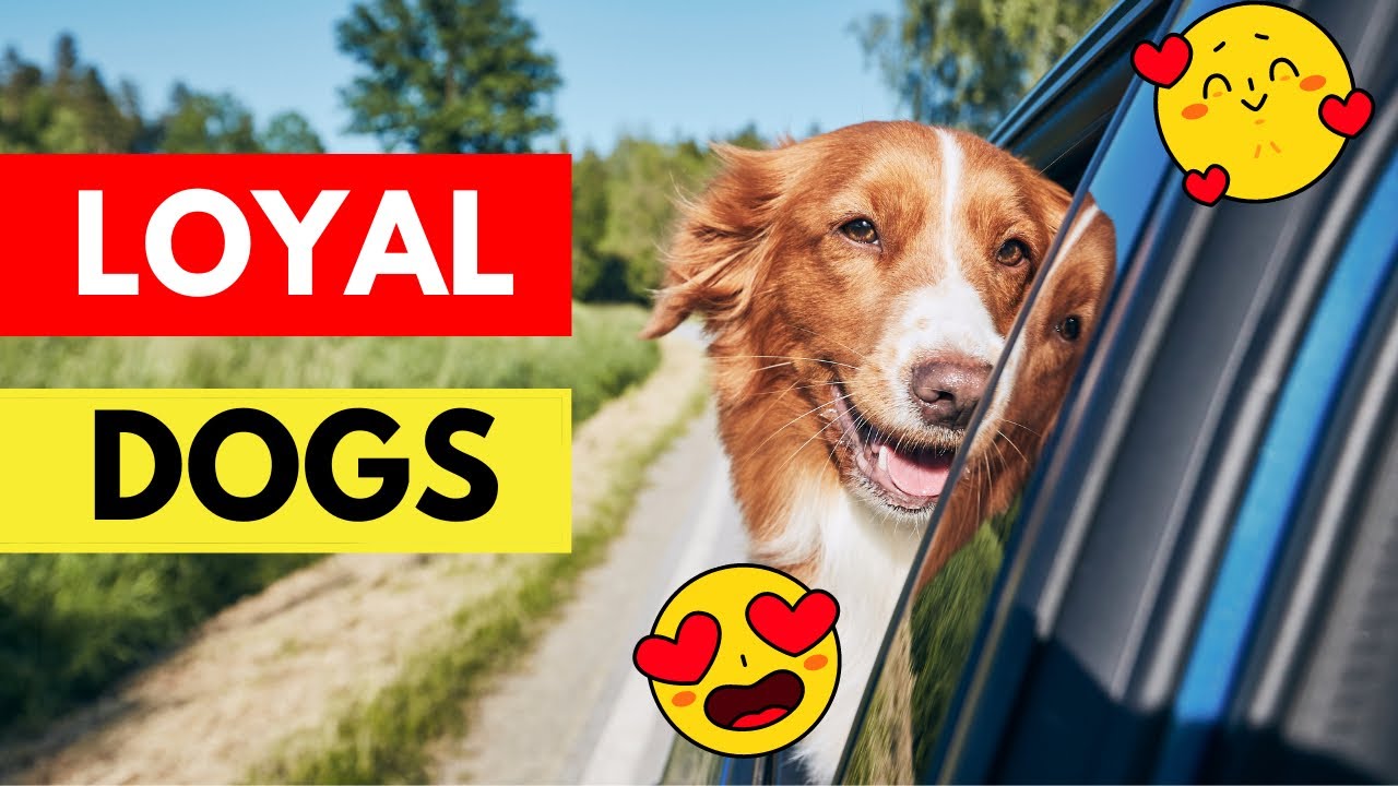 Top 5 Extreme Loyal Dog Breeds 