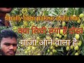 Finally lichi pakne wala hai //kya lichi laga hai dost//maja aane wala hai