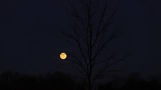 Moon rise tonight!