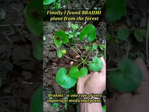 Video: Brahmi Plant Information - Hur man odlar Brahmi-örter i trädgården
