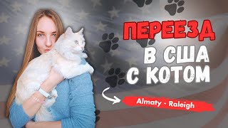 КАК ПЕРЕЕХАТЬ В США С КОТОМ?