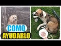 Cómo ayudar a perros abandonados