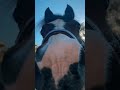 Filly #horse
