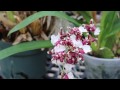 SI-Q What plant smells good enough to eat?