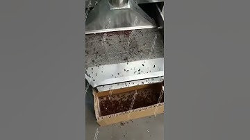 LG Cocoa Bean peeling Machine Working Video From Vivian