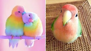 Smart And Funny Parrots Parrot Talking Videos Compilation (2024) - Cute Birds #2 by Parrots Fun TV 40,658 views 3 months ago 30 minutes