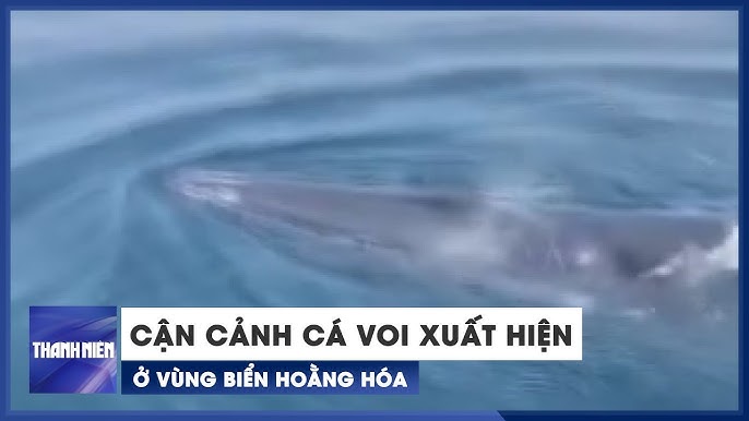 Cá Voi Xanh Khổng Lồ Tung Mình Săn Mồi Trên Biển Bình Định - Youtube