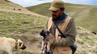 KÜÇÜK ÇOBAN KÖPEĞİ—KIŞLAYA VARINCA ERZAKLARI EŞEKLERLE AŞAĞI GÖTÜRÜYORUZ