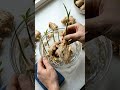 Stop Buying Ginger! Do This Instead (Easy Home Hack)