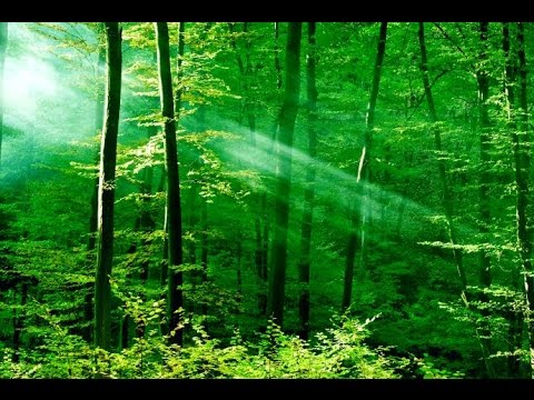 6 Hour Healing Meditation Music: Soft Music, Relaxing Music, Soothing Music, Relaxation Music ☯2639