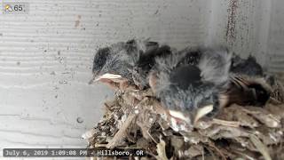 Baby Barn Swallows:  Day 15 - Live Stream 赤ちゃんの納屋のツバメ