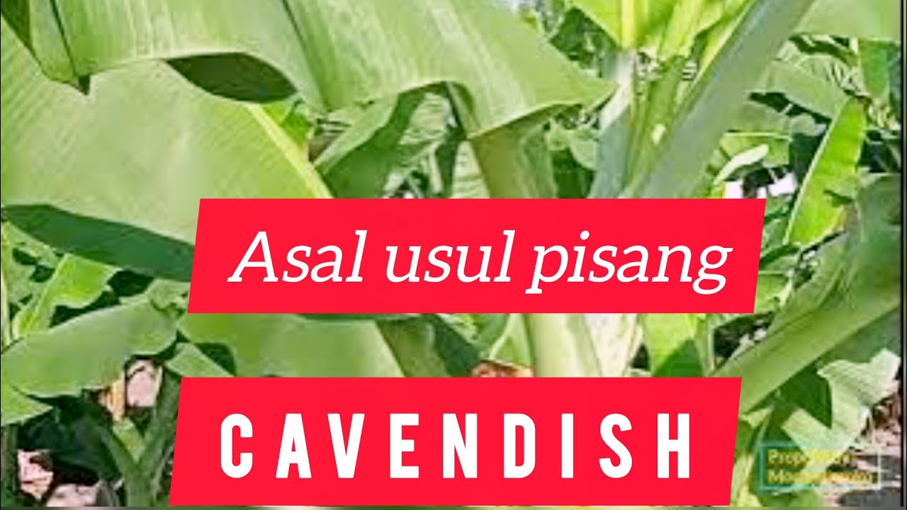 ASAL USUL PISANG CAVENDISH YG VIRAL.