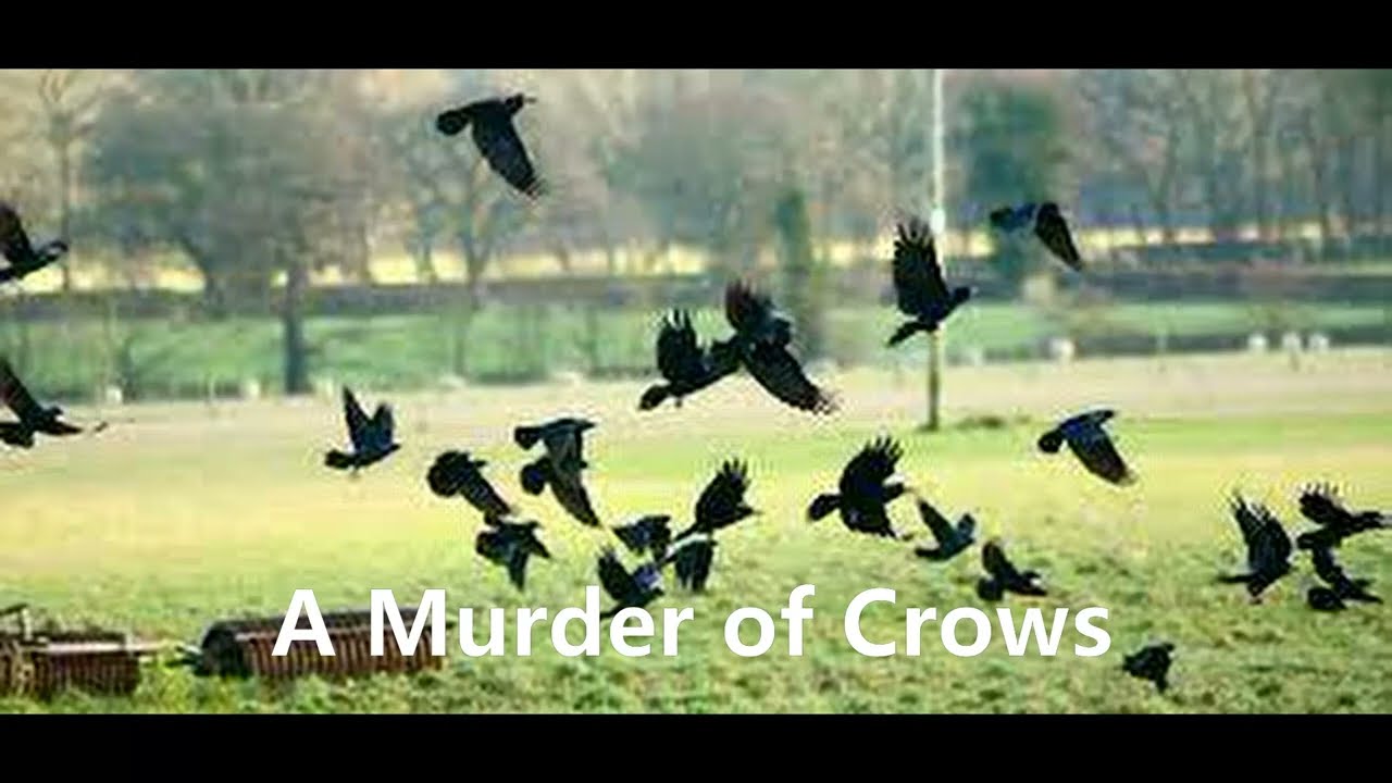 Flock Of Crows Called