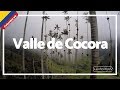 Valle de Cocora, las PALMAS mas altas del MUNDO!!! REALIDAD que parece FANTASÍA- Colombia #6