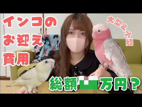 インコ お迎え いくらかかる?何が必要?生体価格は?【小型&大型インコ編】