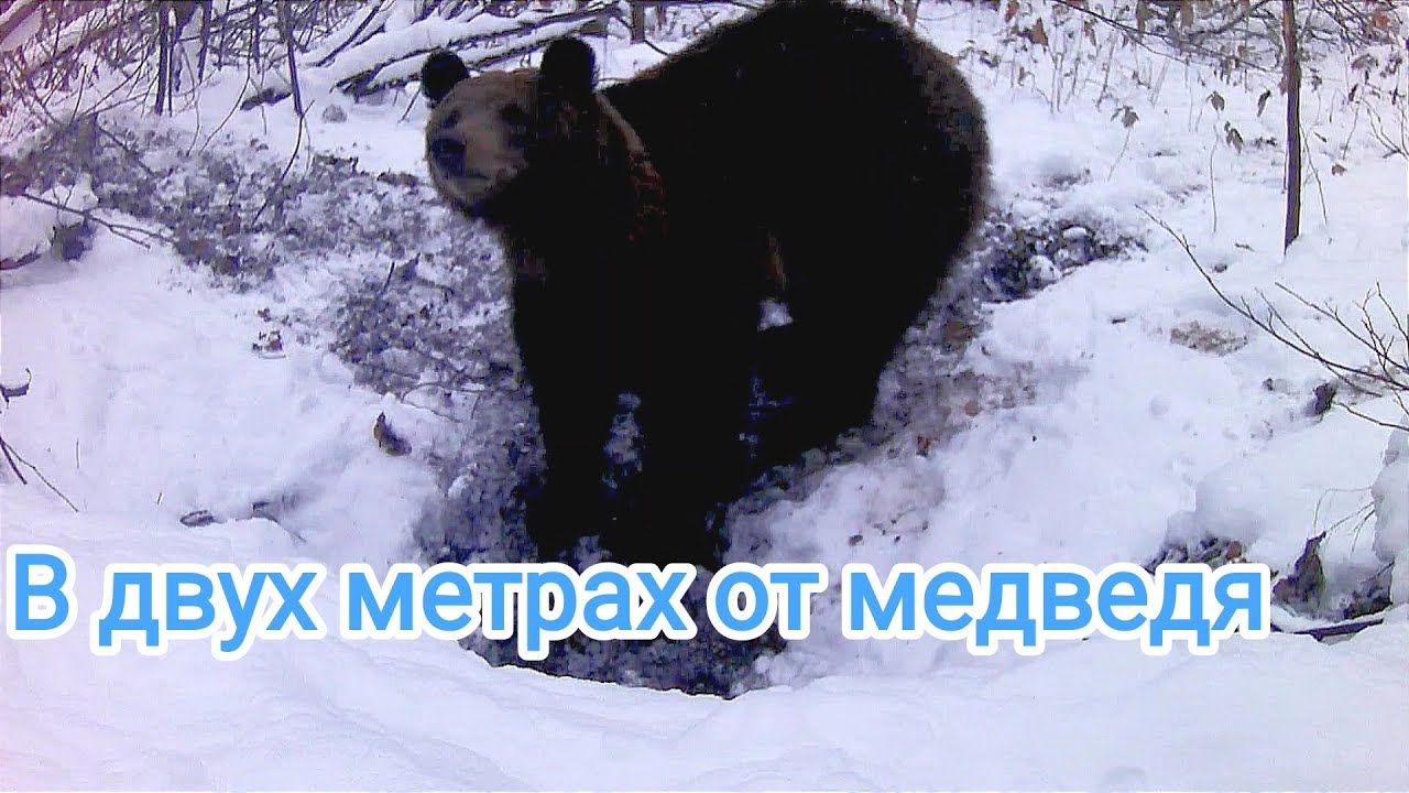 Пришел за ловушкой, а там медведь. Жилая берлога. - YouTube