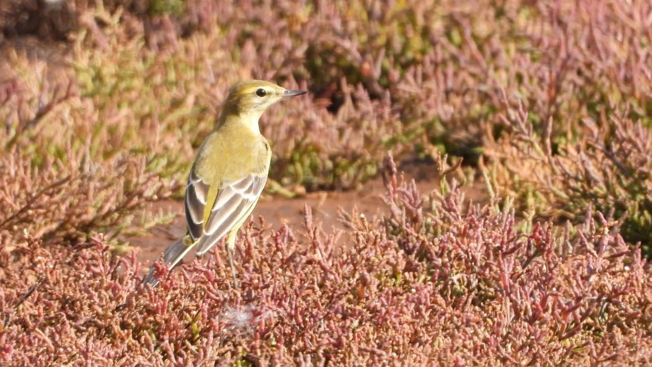 Lodmoor Birding #3   Yellow Wagtail   4K