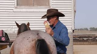 Feedlot horse care