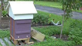 Honeybees in Warre hive