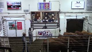 2-7-26 Top-Selling P3 Bred Cows  17 hd. @ $4,700  Thank You S. Virgil 3 1 25 Top Selling Bred Cows 3 800 Thank You Wayne Roberts