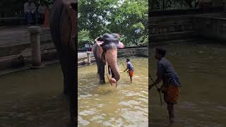 #elephant #animals #daladamaligawa #daladaperahera #viral #kerala #wild #wildliferescue #travel #f1