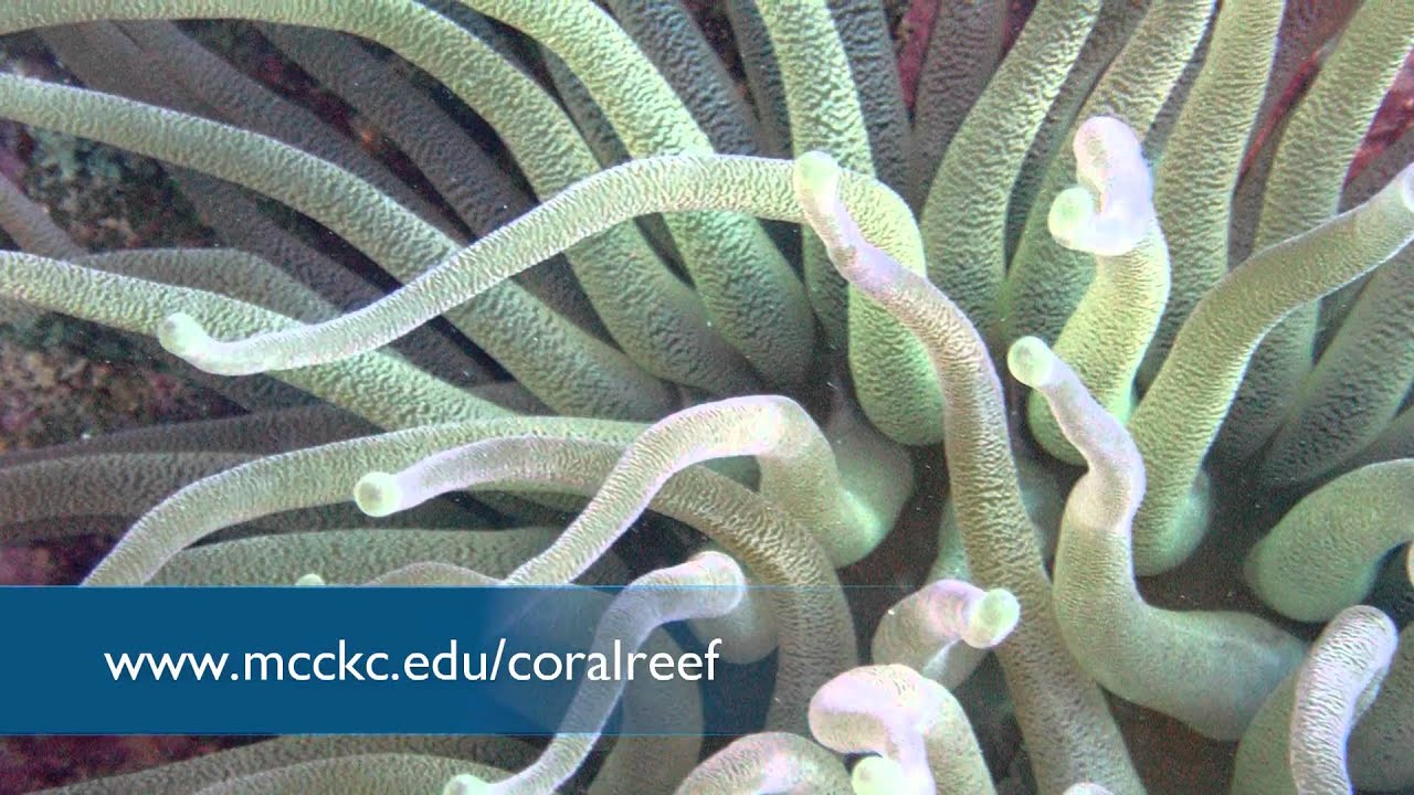 Field Biology Class Coral Reefs Ecology YouTube
