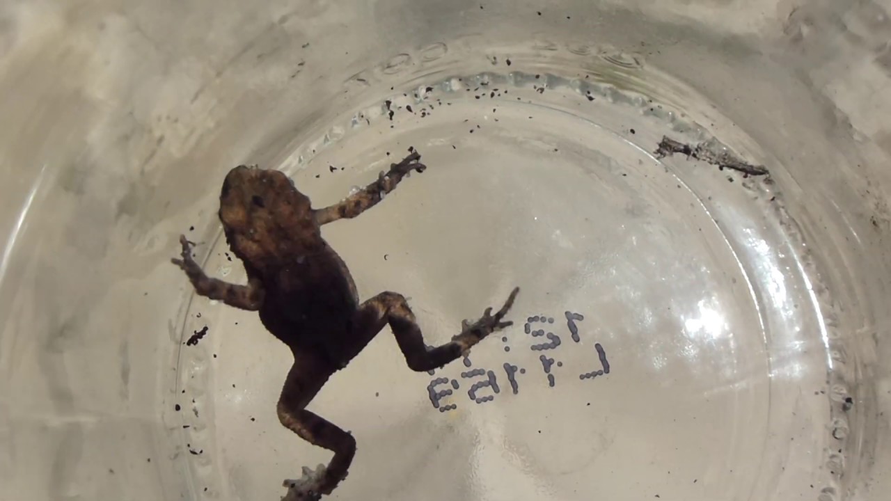 European toad - Bufo bufo - Körtur - Froskar - Vatnadýr