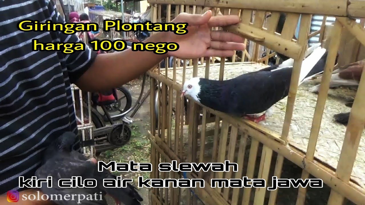GREBEK/SURVEI HARGA MERPATI DIPASAR WEDI KLATEN TINGGIAN BALAP ADA