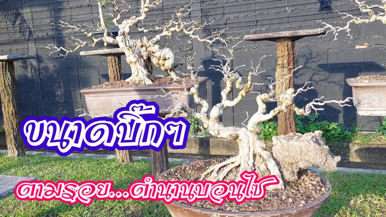 🚩👉มะขามขนาดบิ๊กๆ แบบนี้เรียกว่าบอนไซมั้ย? ขอคำตอบจาก FC ช่วย comment หน่อยครับ