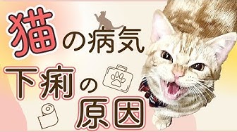 猫の病気 Youtube