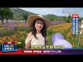 金針花馬鞭草交錯種植