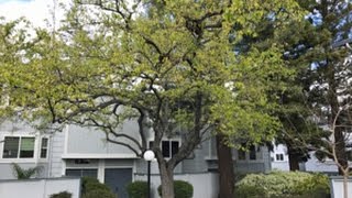 Mountain View Home For Rent - 2 Bed 2.5 Bath - by Property Management in Mountain View CA