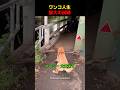ワンコ人生 最大の試練