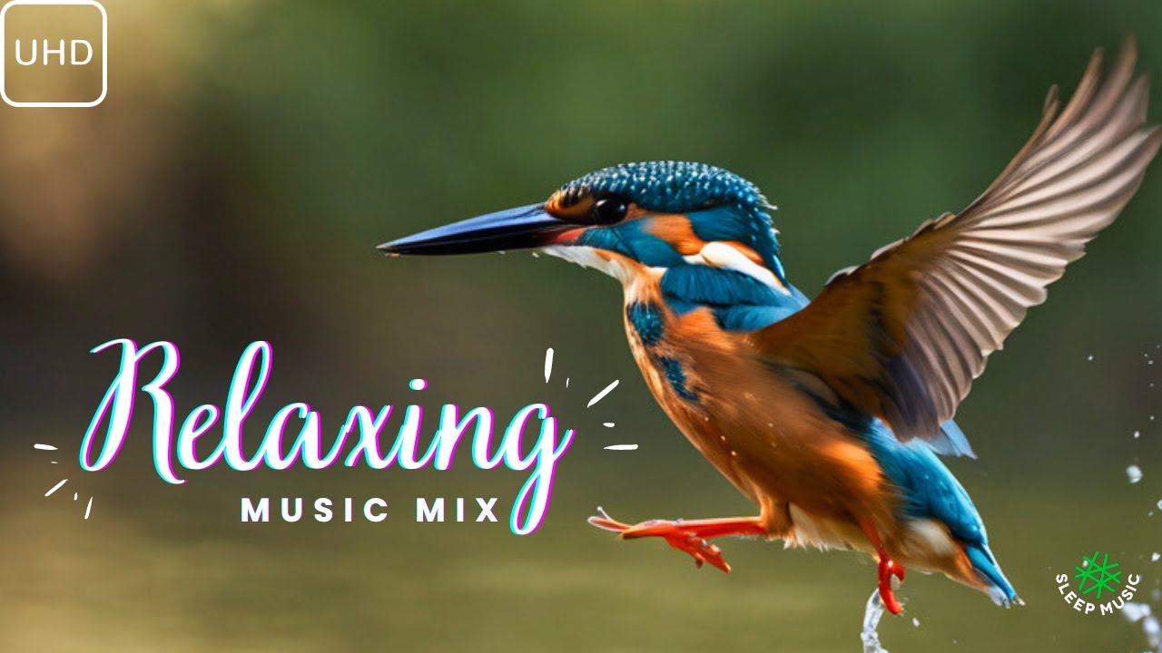 Relaxing Jazz Music for Serenity and Calm Kingfisher Sitting in a