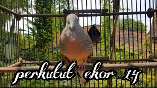 #perkututlokal#perkututbangkok#perkututjantan Suara perkutut ekor 14