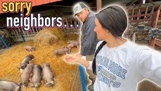 We Got Pigs!!!