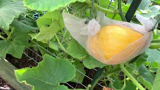 No:4o pumpkins and Squashes July