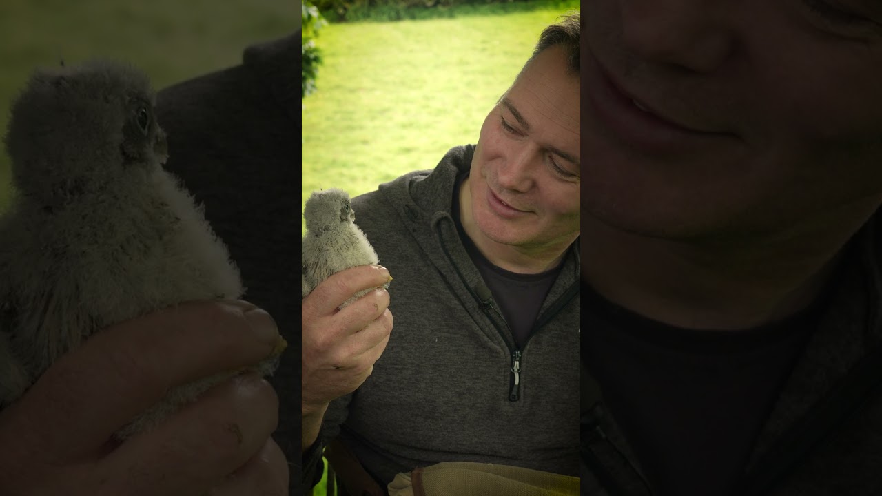 RIP Jeff, a male kestrel I helped to raise 