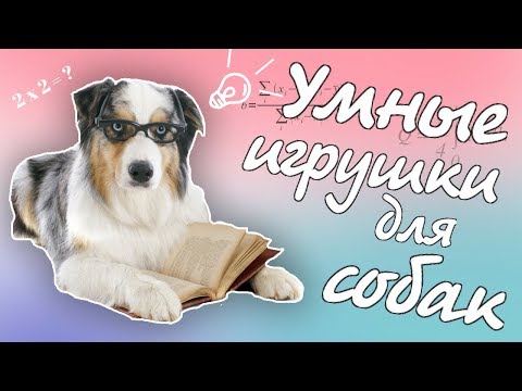 УМНЫЕ ИГРУШКИ ДЛЯ СОБАК DIY | ИГРУШКИ-ГОЛОВОЛОМКИ СВОИМИ РУКАМИ