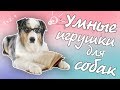 УМНЫЕ ИГРУШКИ ДЛЯ СОБАК DIY | ИГРУШКИ-ГОЛОВОЛОМКИ СВОИМИ РУКАМИ