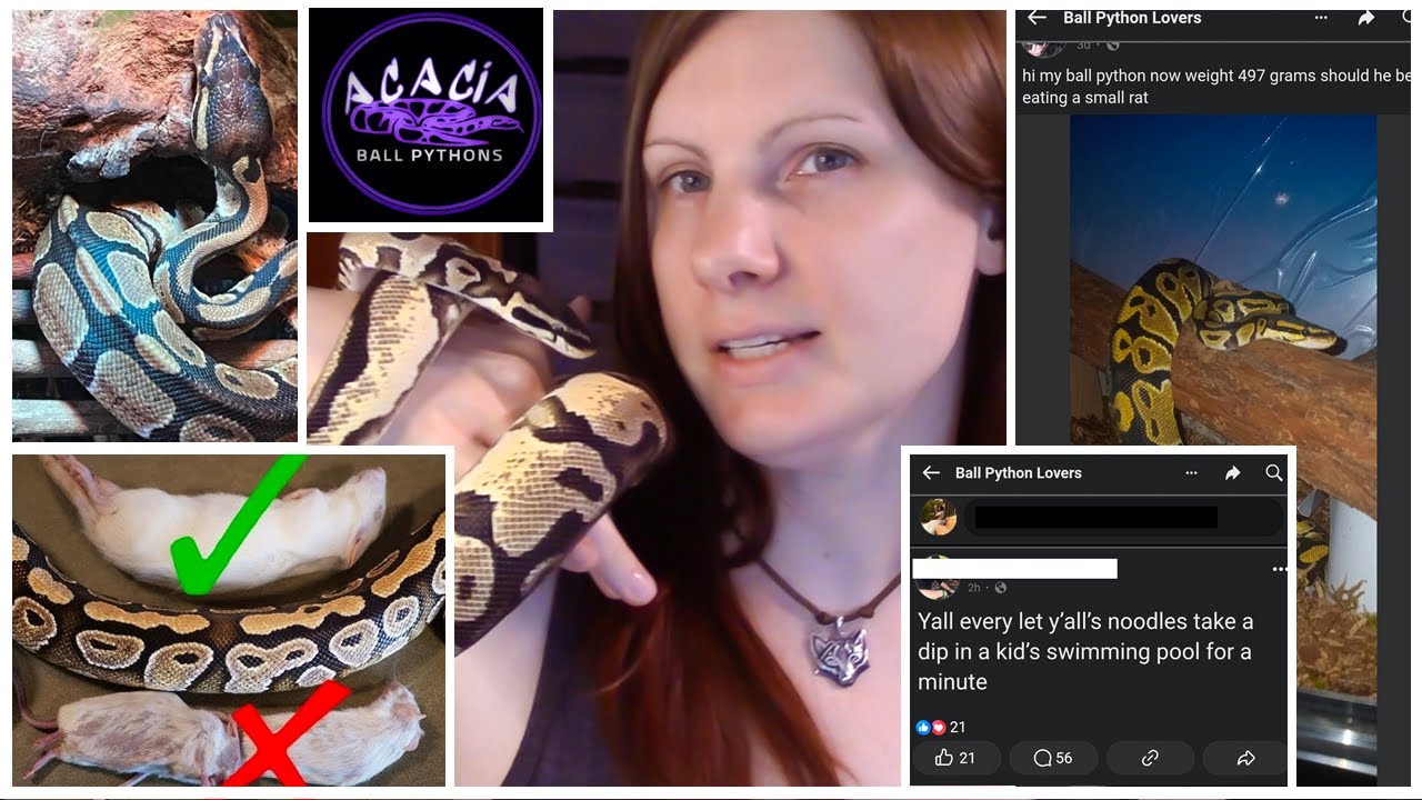Ball Python Questions Answering Beginner Ball Python Questions from Facebook Groups - YouTube