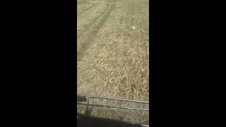 Arpa Hasatı 1545 Clayson