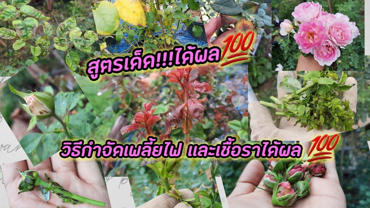สูตรเด็ด!!!!!วิธีป้องกันกำจัดเพลี้ยไฟ ตายเกลี้ยง💯 พร้อมวิธีกำจัดเชื้อรา