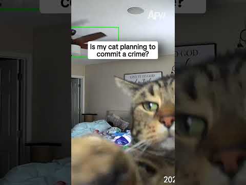Is my cat planning to commit a crime?